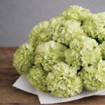 Verde di Como - Image 3