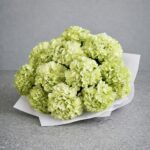 Verde di Como - Image 2