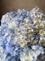 Riviera Blue - Image 2